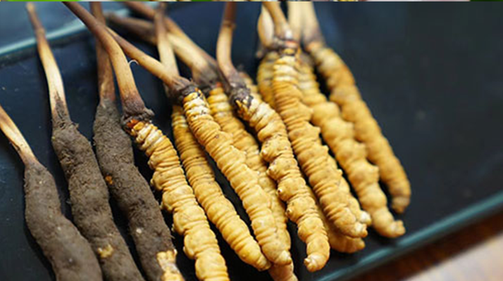 冬蟲夏草鮮草吃多久？科學食用周期與效果解析