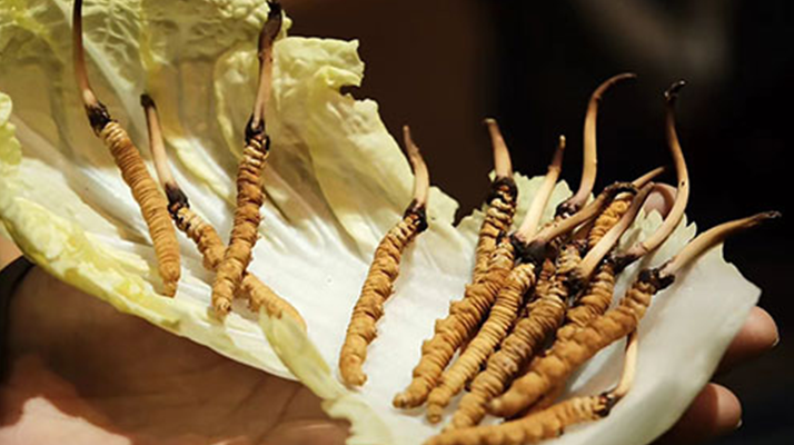 冬蟲夏草：干草與鮮草的終極對比，哪種更適合你？