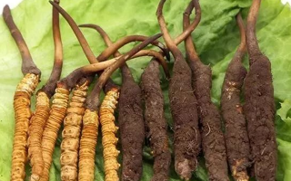 到哪里買新鮮的冬蟲夏草？三步辨真?zhèn)?，四大渠道安心?> </div>
            <div   id=