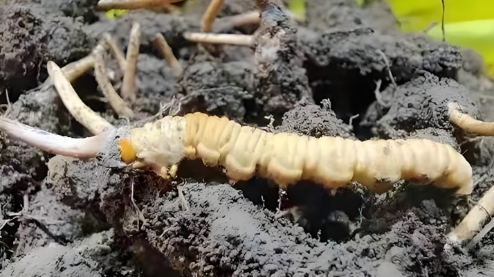 新鮮<a href=http://www.anyvice.com/jianbie/ target=_blank class=infotextkey>冬蟲夏草鑒別</a>指南：輕松辨別真?zhèn)蝺?yōu)劣