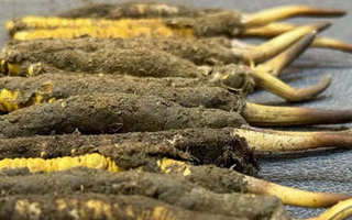 新鮮冬蟲(chóng)夏草吃幾克好？科學(xué)用量指南