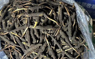 冬蟲夏草可以吃鮮的嗎？一文為你揭秘
