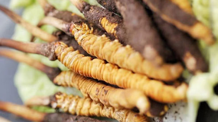 冬蟲夏草鮮草可以生吃嗎？一文解讀食用真相