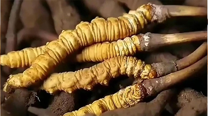 鮮冬蟲夏草燉排骨:一鍋暖身又滋補(bǔ)的美味秘籍