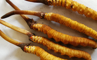 鮮冬蟲(chóng)夏草常溫能放多久？一文讀懂保存秘籍