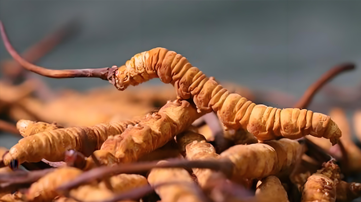 老人可以喝冬蟲夏草嗎？一文讀懂