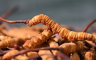 老人可以喝冬蟲夏草嗎？一文讀懂