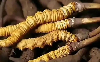 鮮冬蟲夏草怎么吃味道好？解鎖舌尖上的滋補盛宴