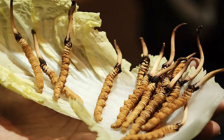 冬蟲夏草為何鮮的好？深度解析鮮蟲草的獨(dú)特優(yōu)勢(shì)