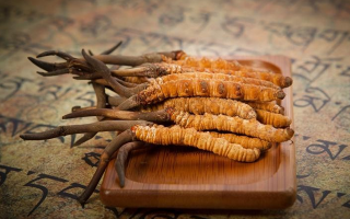 冬蟲夏草鮮草會上火嗎？科學(xué)解讀其食用特性