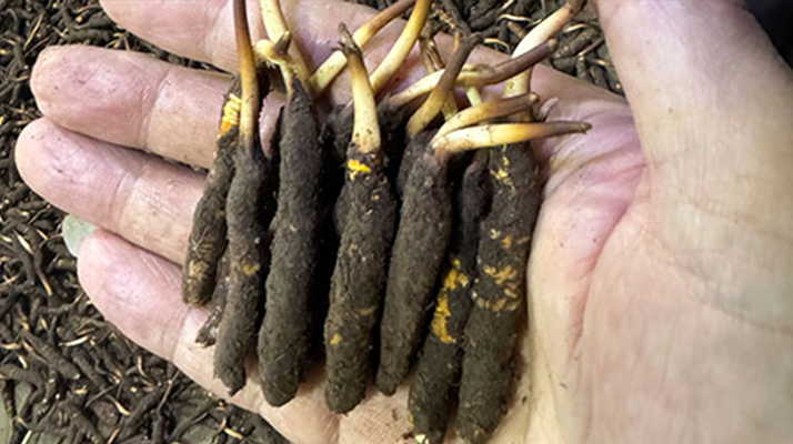 尋草之旅：踏上尋找<a href=http://www.anyvice.com/xinxian/ target=_blank class=infotextkey>新<a href=http://www.anyvice.com/xinxian/ target=_blank class=infotextkey>鮮冬蟲夏草</a></a>的征程