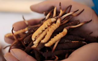 雪域高原上的采挖傳奇：冬蟲(chóng)夏草鮮草的尋覓之路