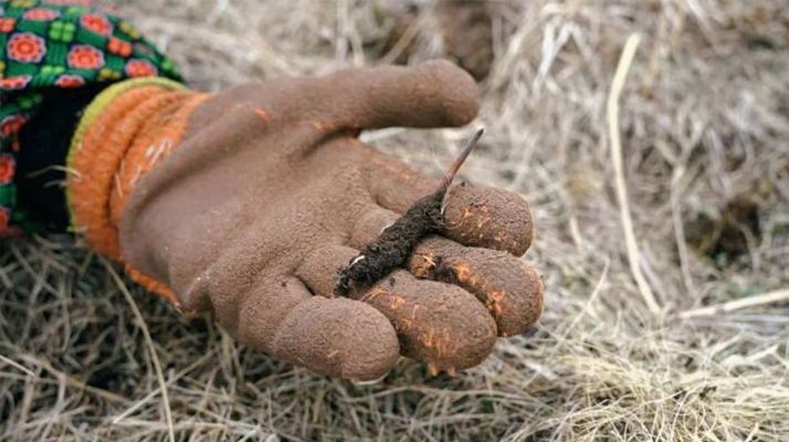 探秘純野生新鮮飽滿冬蟲夏草:自然饋贈的滋補(bǔ)瑰寶