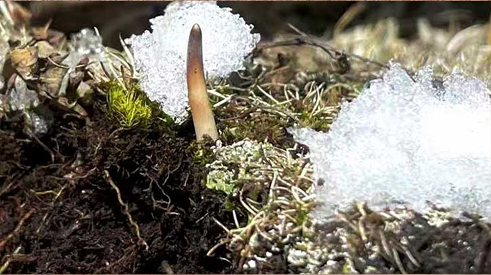 冰鮮的冬蟲夏草還能吃嗎？一文讀懂食用真相? ? ? ?