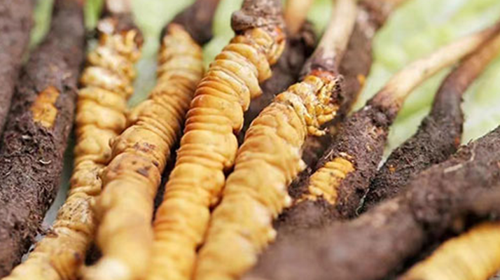 探秘冬蟲夏草鮮草的優(yōu)質(zhì)產(chǎn)地:哪里的才是上佳之選