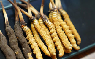 鮮冬蟲夏草什么季節(jié)最好？滋補(bǔ)時(shí)機(jī)大揭秘