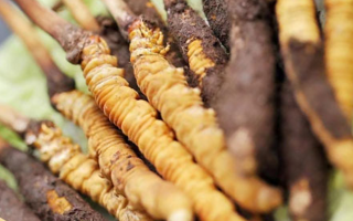 鮮冬蟲夏草哪個(gè)尺寸最好？一文讀懂，不再糾結(jié)