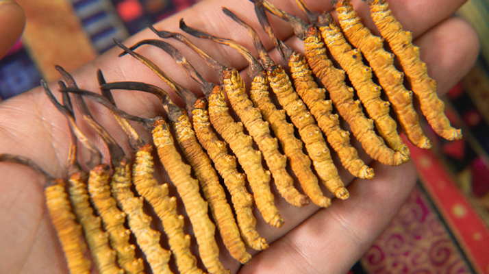 二級<a href=http://www.anyvice.com/jiage/ target=_blank class=infotextkey>冬蟲夏草的價格</a>一克