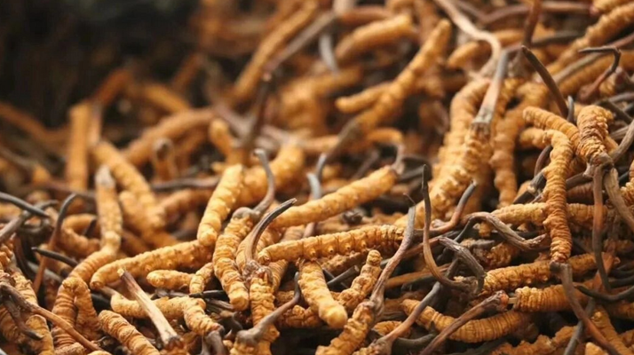 正宗冬蟲(chóng)夏草一斤多少錢(qián)？?jī)r(jià)格背后的市場(chǎng)真相與選購(gòu)指南?
