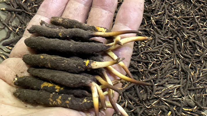 冬蟲夏草的科學(xué)保管:鎖住雪域珍寶的活性密碼?