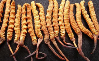 干冬蟲夏草多少錢一斤？一文解析其價(jià)格密碼