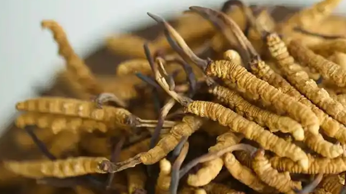 冬蟲夏草特級多少錢一克？多因素交織下的價(jià)格探秘