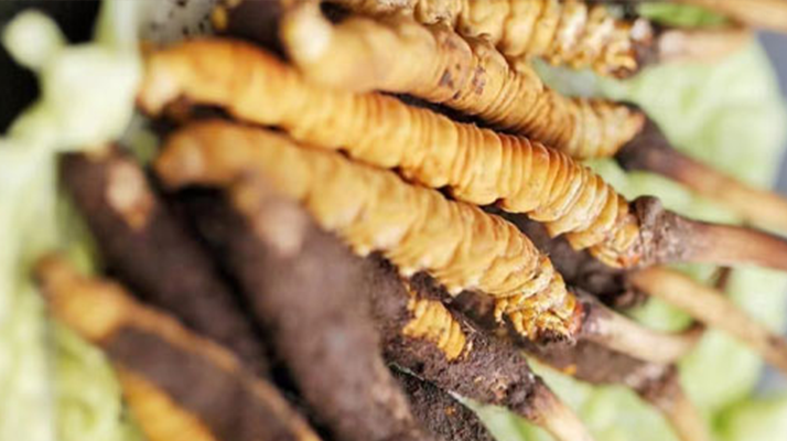 什么季節(jié)挖<a href=http://www.anyvice.com/xinxian/ target=_blank class=infotextkey>新<a href=http://www.anyvice.com/xinxian/ target=_blank class=infotextkey>鮮冬蟲夏草</a></a>？把握黃金采挖期