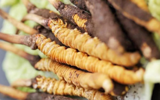 冬蟲夏草的功效解析：從傳統(tǒng)智慧到現(xiàn)代科學(xué)的雙重印證