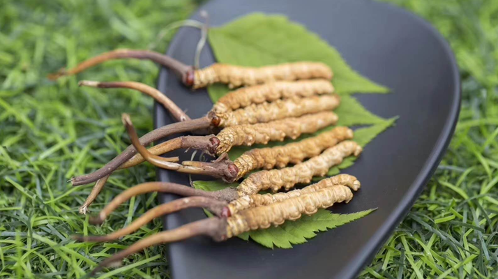 新鮮松茸冬蟲(chóng)夏草怎么吃？滋補(bǔ)雙珍的美味搭配指南