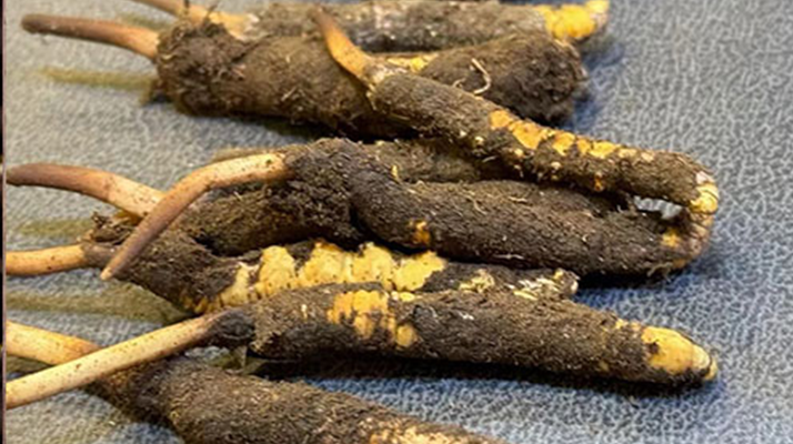 新鮮野冬蟲(chóng)夏草的美味滋補(bǔ)吃法指南