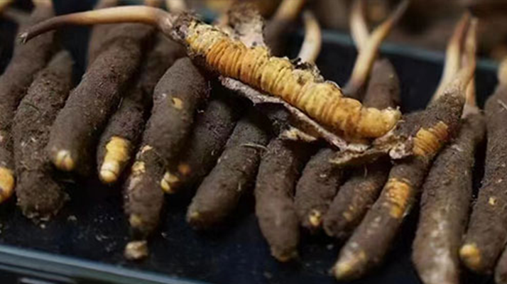 冬蟲夏草適合哪些人群？精準(zhǔn)滋補(bǔ)指南