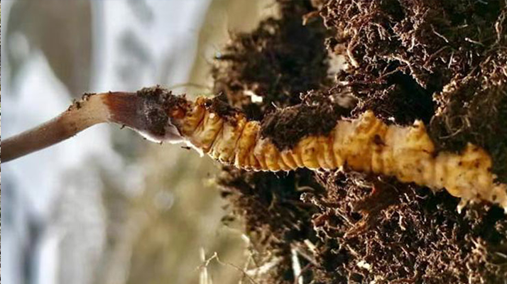 新鮮<a href=http://www.anyvice.com/s/yscc/ target=_blank class=infotextkey>玉樹冬蟲夏草</a>的科學(xué)保存方法