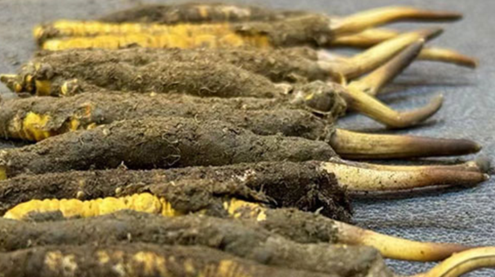 新鮮冬蟲夏草可以泡水喝嗎？正確方法與功效解析