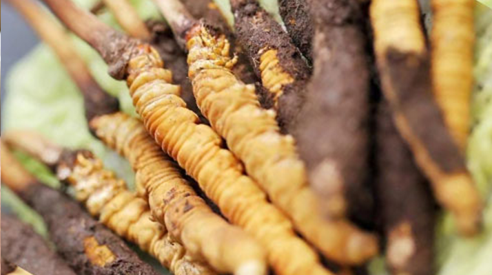 水煮<a href=http://www.anyvice.com/xinxian/ target=_blank class=infotextkey>鮮冬蟲夏草</a>的最佳方法:鎖住營養(yǎng)的科學(xué)烹煮指南