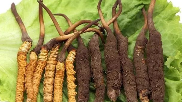 真空鎖鮮:<a href=http://www.anyvice.com/xinxian/ target=_blank class=infotextkey>新<a href=http://www.anyvice.com/xinxian/ target=_blank class=infotextkey>鮮冬蟲夏草</a></a>的科學(xué)保存方法