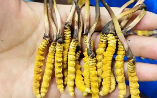 冰鮮冬蟲夏草能吃嗎？科學解讀與食用指南