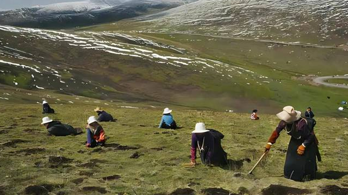 西藏鮮冬蟲夏草<a href=http://www.anyvice.com/ target=_blank class=infotextkey><a href=http://www.anyvice.com/s/nqcc/ target=_blank class=infotextkey>那曲蟲草</a></a>