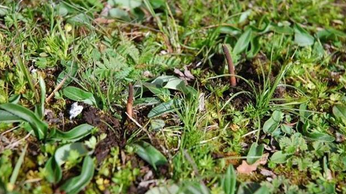 鮮草冬蟲夏草一根多少錢