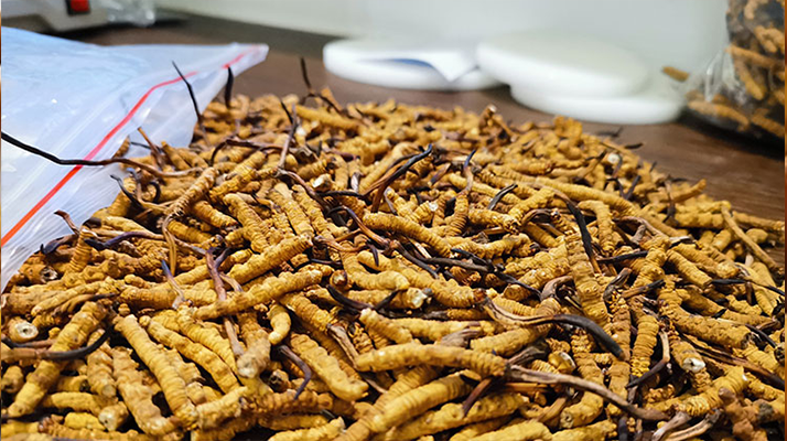 西藏那曲鮮草價格揭秘:多因素交織下的滋補品行情