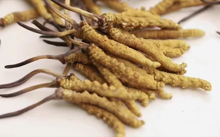 冬蟲(chóng)夏草價(jià)格一克多少錢