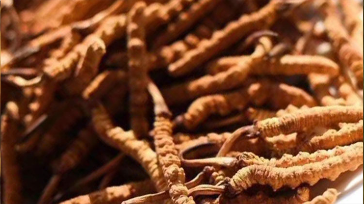 野生<a href=http://www.anyvice.com/jiage/ target=_blank class=infotextkey>冬蟲夏草多少錢</a>一克