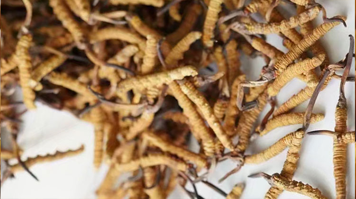 天然<a href=http://www.anyvice.com/jiage/ target=_blank class=infotextkey>冬蟲夏草多少錢</a>一克