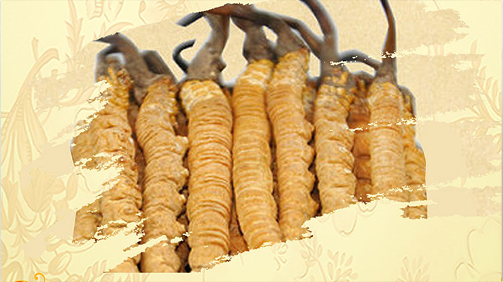 <a href=http://www.anyvice.com/ target=_blank class=infotextkey>冬蟲夏草</a>夏天如何保存
