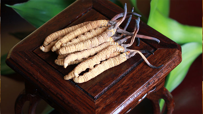 新鮮<a href=http://www.anyvice.com/jiage/ target=_blank class=infotextkey>冬蟲夏草的價格</a>一根