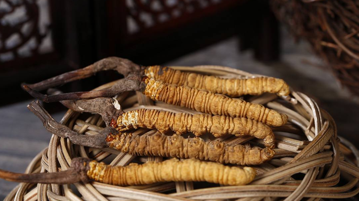 冬蟲夏草是什么營(yíng)養(yǎng)類型?