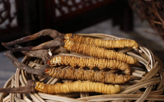 冬蟲夏草是什么營(yíng)養(yǎng)類型?