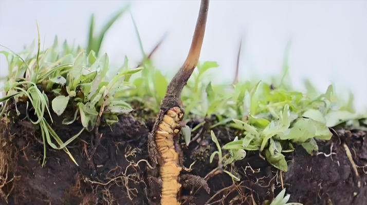 為什么是冬蟲夏草真菌