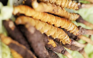 那曲冬蟲夏草正品頭期