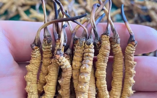 一盒冬蟲夏草多少錢？從規(guī)格到定位的價格解析