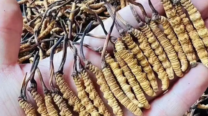 一克一根<a href=http://www.anyvice.com/jiage/ target=_blank class=infotextkey>冬蟲夏草的價格</a>探秘